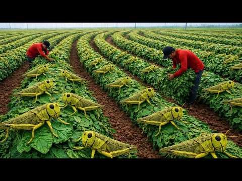 Inside China’s Giant Locust Farms | From Insect to Street Food