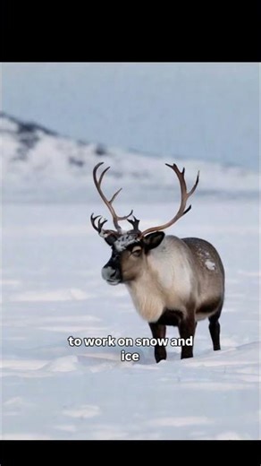 5 Unknown Facts About Caribou 🦌 | Arctic Survival Master! #caribou #animals #arcticanimals