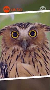 How Do You Spot a Buffish Owl in the Forest? 🦉🌳 | Wildlife Snap! Shorts