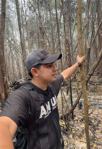 Kebakaran Hutan Kalimantan 18 September 2026: Peran El Niño dan Pencegahan