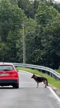 Dumped German Shepherd Keeps Waiting For His Owner To Come Back | The Dodo