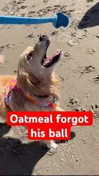 Mr. Meal can be so irresponsible sometimes… (repost) #beachdog