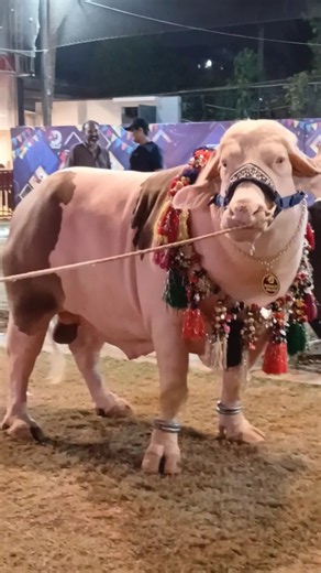 Donald trum unload at d-vanue by Mr Dawood|| maweshi mandi #cow​