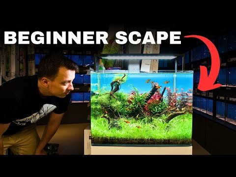 MAKING A BEGINNERS AQUARIUM IN MY LOCAL FISH STORE - Aquascape Tutorial