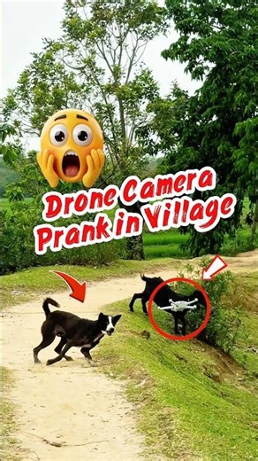 Pranking My Dog With a Drone 😱 #shorts #youtubeshorts #drone #prank #funny #comedy