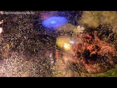 Exploring This Mold 🦠 (more info in desc)