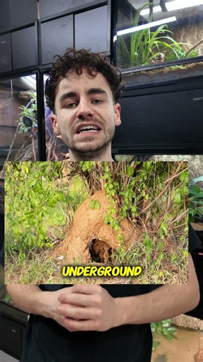 Do Ball Pythons need UVB