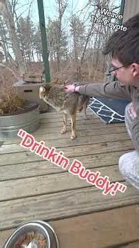 Waiting Coyote!🐺#weavethecoyote #wildlife ##cute #animals #animal #nature #new #friends #love #life