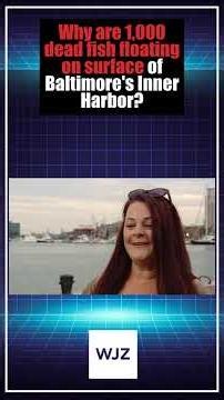 Why are 1,000 dead fish floating on surface of Baltimore's Inner Harbor?