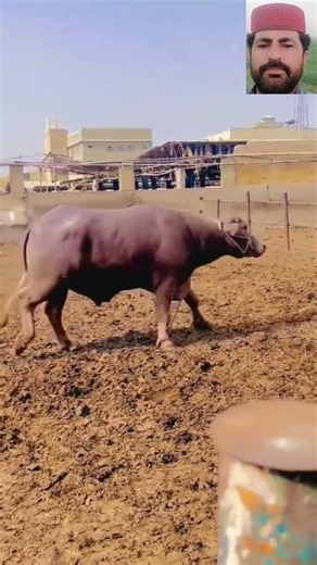 Brown Buffalo Bull 😱🦬#brown #buffalo #bull #farming