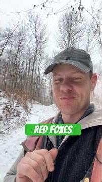 Where does the red fox belong?