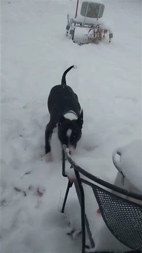 Dog enjoys playful snow romp in Topeka, Kansas, USA