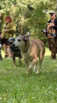 Dog dating show 'Fetching' films in Portland, Oregon
