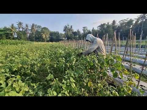 UNIQUE AND CREATIVE LUFFA HARVESTING TECHNIQUE THAT SAVES TIME! - Agricultural Farming