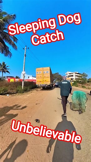 Gojo Dog Catching Van #catch #rescue #shorts #ytviral #dogwithpublicsafety #pets #dog