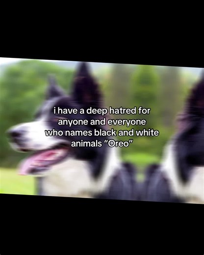 PLEASE be more creative oh my god #animals #blackandwhite #oreo #dpmo #fyp