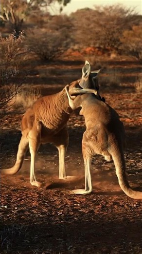 Outback Boxers 🥊 | Kangaroo vs Kangaroo at Sunset
