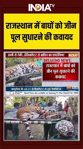 Rajasthan News: राजस्थान में बाघों को जीन पूल सुधारने की कवायद | Tigers Bridge | Shorts