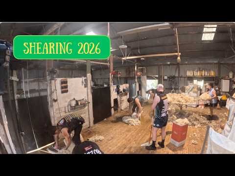 SHEARING SHEEP | Australian Sheep Farming