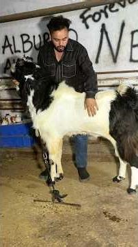 Big Goat’s Al Burraq Goat Farm