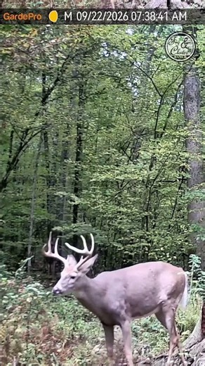 🦌 The Buck Causing Sweet Dreams This Bow Season