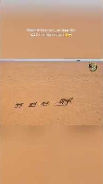 The weakest cub was left all alone in the scorching sands of the Kalahari... then what happened n...