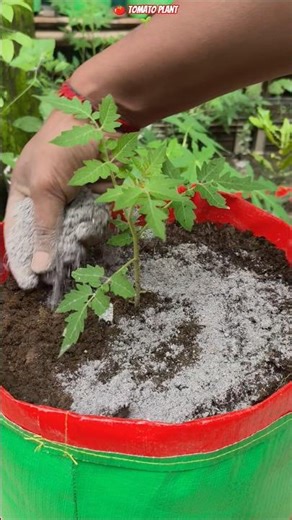 🍅 Tomato Explosion Growth in Grow Bag 🌱 | Full Step-by-Step Secret Method! 🔥 #shorts #tomatogrowing