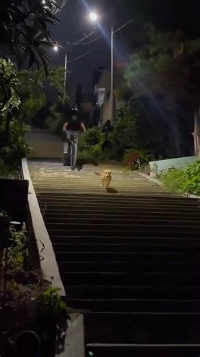 Hilarious Animal Moments: Try Not to Laugh Challenge