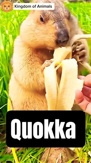 Meet the Quokka: The Happiest Animal on Earth! 🐾#quokkas #HappiestAnimal #australiananimals #viral