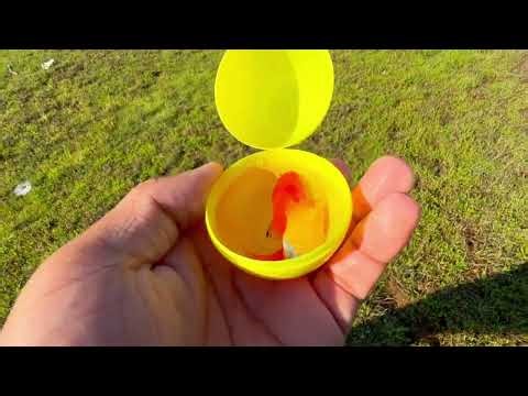 Fish Game,Fishing Catch Stunning Freshwater Aquarium Fish in Giant Colorful Eggs, Pingu Guppy,