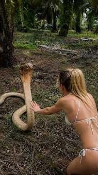 How cobras became nature's deadliest hunters #cobra #venom #animals