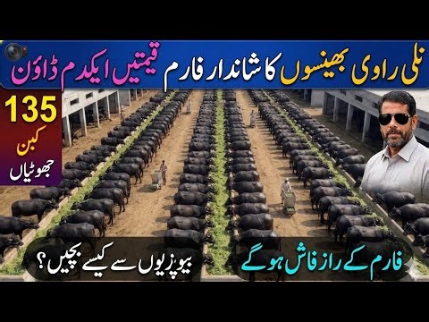Pakistan Dairy Farming Success Story | Rao Dilshad Farm Multan| Full Tour & Income