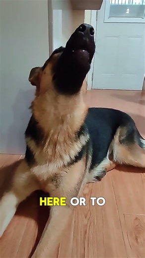 Why Do Dogs Howl? The Real Reason