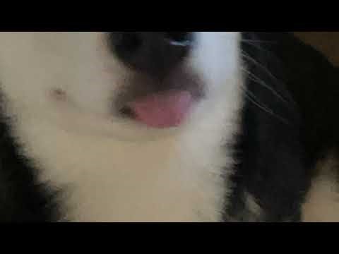 shot of titos everytime i miss