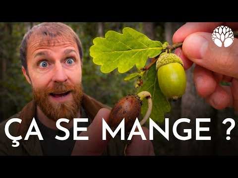 Chêne : feuilles, glands et écorce… tout se consomme ?