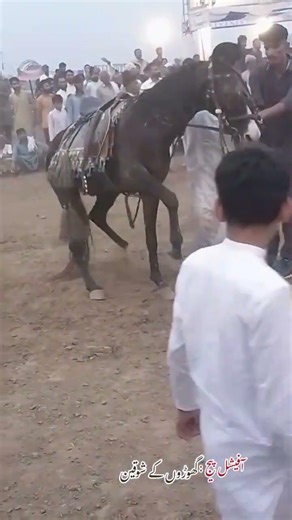 نیزہ بازی کا سب سے خوفناک حادثہ گھوڑے کی ٹانگ ٹوٹ گئی 😭🥺🙏🏻😱