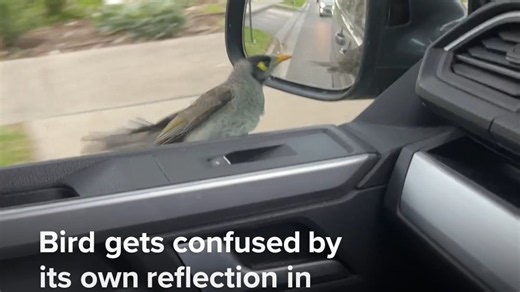 Bird gets confused by its own reflection in car mirror