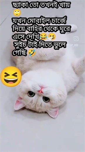 এই ছ্যাকাই আলাদা লেভেলের 🤣 #funnyvideo#comedy #catfunny #shortsfeed #shortsviral #shorts#subscribe #