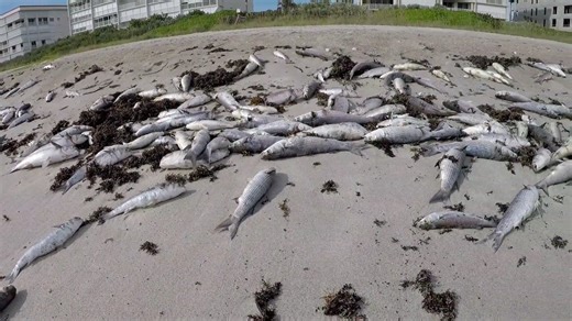 This beach is covered in dead fish - something is wrong - caught on camera
