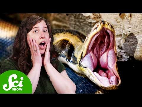 How To Survive Being Eaten