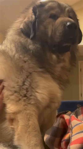 Yogi the massive guard dog shows off his impressive size