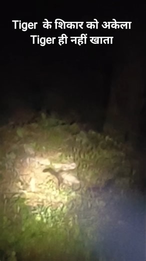 Jim Corbett National Park | Animals | Discovery #shorts #discovery #jungle #jimcorbett #viral