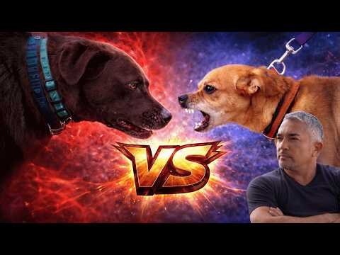 This Dog Was Ruining Every Walk | Cesar 911