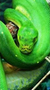 Reticulated Python: The World’s Longest Snake