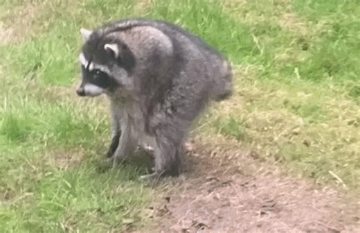 Viral Raccoon Jimothy Pays Visit to Seattle Backyard