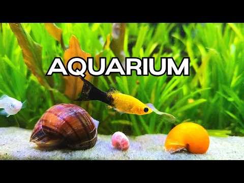 🔴LIVE Relaxing Aquarium 🐟 Peaceful Fish Tank for TV, Studying & Focus