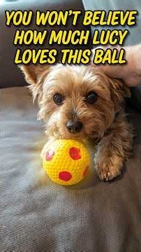 You won't believe how much Lucy loves this ball #cutepuppy #yorkie