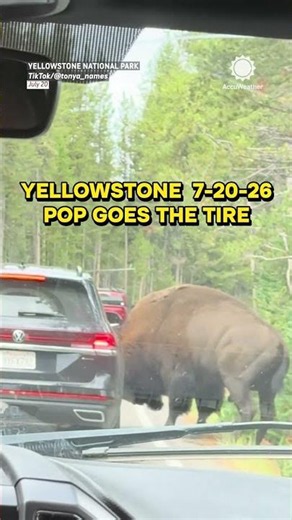 Bison Pops Car Tire at Yellowstone National Park