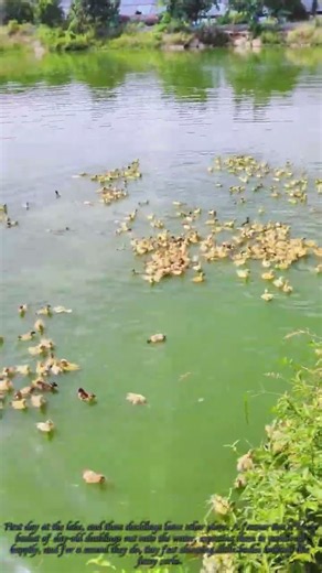 Baby Ducks First Swim Ends So Fast