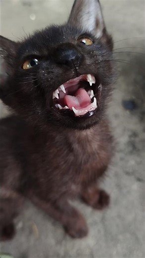 Hungry Cat Meowing Loudly for Food 🐱😹 | Cute & Funny Cat